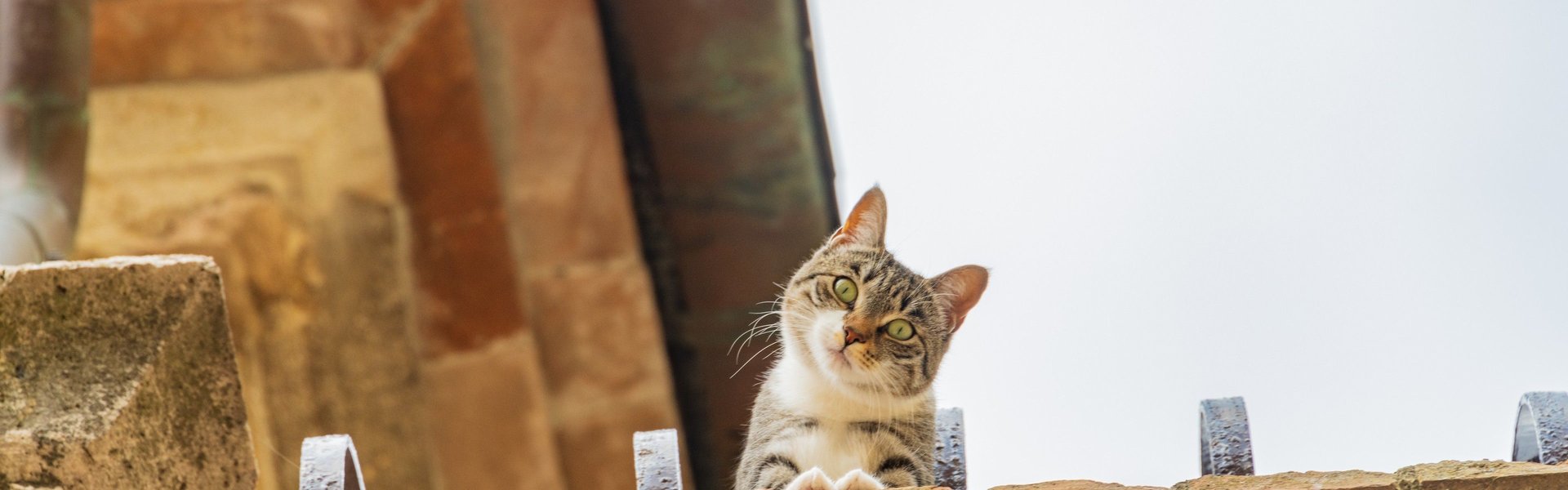 Centro storico di San Casciano. Gatto