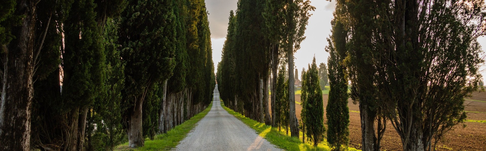 Fattoria Amorosa. Viale